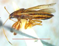 Lygaeoidea