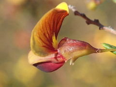 Bossiaea cinerea