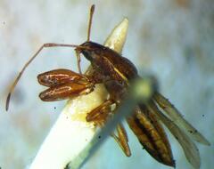 Lygaeoidea