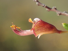Bossiaea cinerea