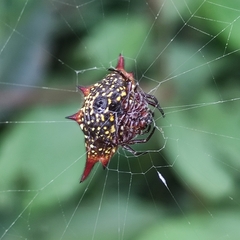 Gasteracantha sanguinolenta