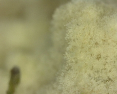 Arcyria obvelata