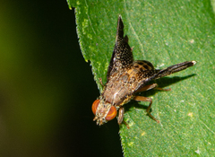 Eutreta noveboracensis