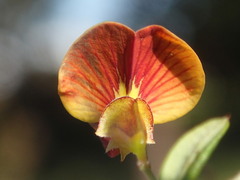 Bossiaea cinerea
