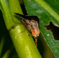 Eutreta noveboracensis