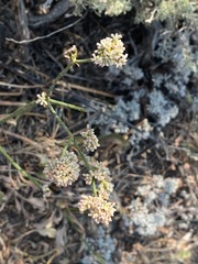 Eriogonum elatum