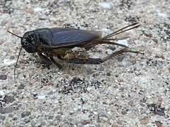 Grylloidea