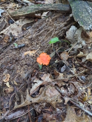 Cantharellus cinnabarinus
