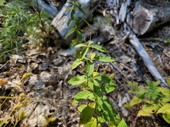 Lysimachia quadrifolia