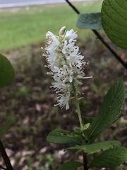 Clethra tomentosa