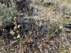 Eriogonum elatum