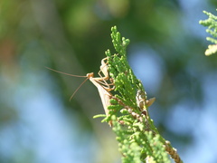 Mantodea