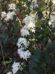 Clematis terniflora