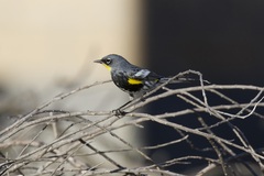 Setophaga coronata auduboni