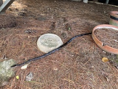 Pantherophis spiloides