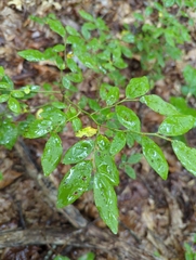 Vaccinium pallidum