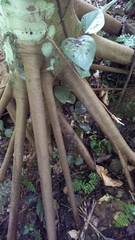 Cecropia schreberiana