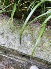 Trapelia placodioides