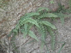 Asplenium incisum