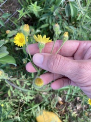Bradburia pilosa