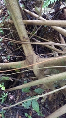 Cecropia schreberiana