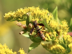 Fuscopolistes