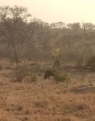 Connochaetes taurinus taurinus