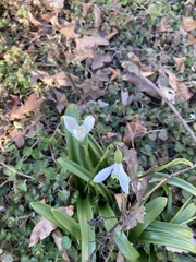 Galanthus plicatus