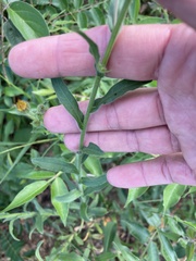 Bradburia pilosa