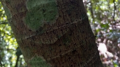 Cecropia schreberiana