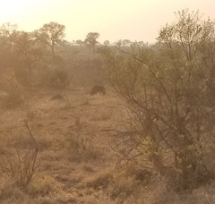 Connochaetes taurinus taurinus