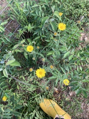 Bradburia pilosa