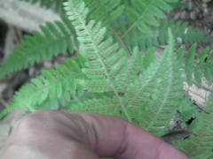Anisocampium niponicum