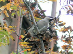 Bombycilla garrulus