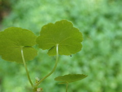 Hydrocotyle americana