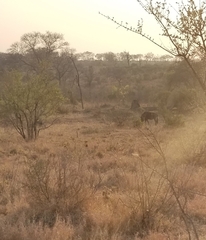 Connochaetes taurinus taurinus