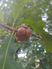 Andricus quercusstrobilanus