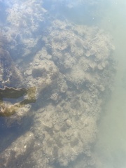 Crassostrea virginica