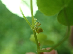 Hydrocotyle americana