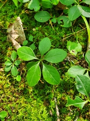Polygaloides paucifolia