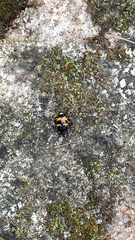 Nicrophorus tomentosus