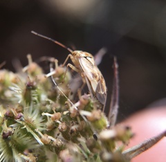 Miridae