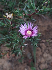 Lampranthus