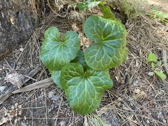 Asarum hartwegii