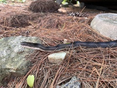 Pantherophis spiloides
