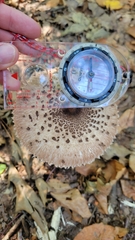 Macrolepiota procera