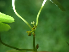 Hydrocotyle americana