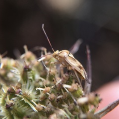 Miridae
