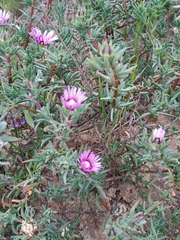 Lampranthus