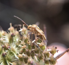 Miridae